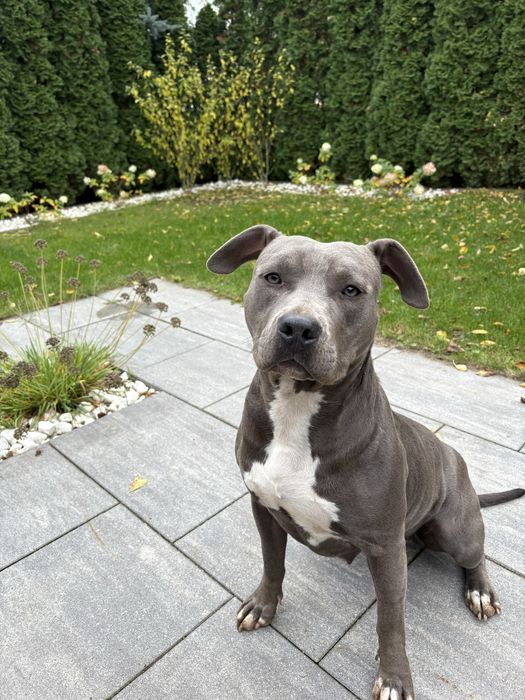 Amstaff Suczka Czarna