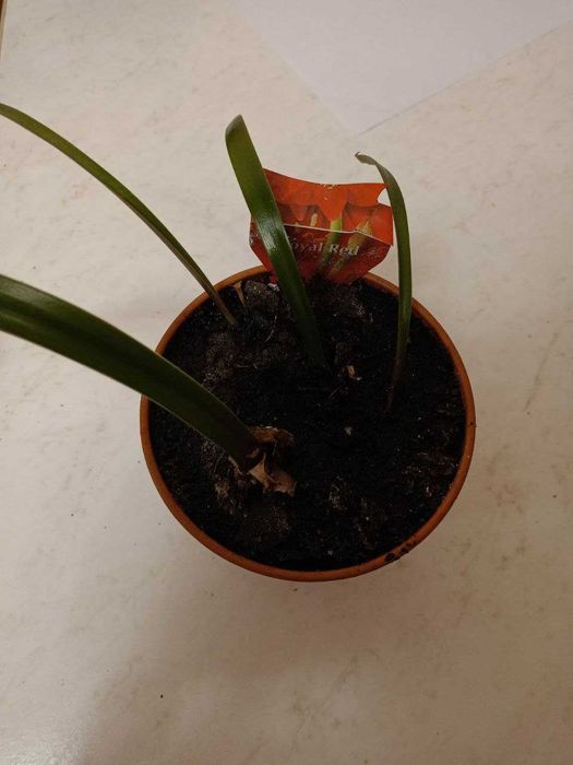 Цветы гиппеаструм «Royal Red»