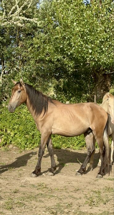 Young Lusitano Horses