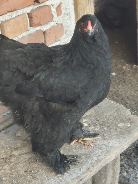 Брама чорна курка