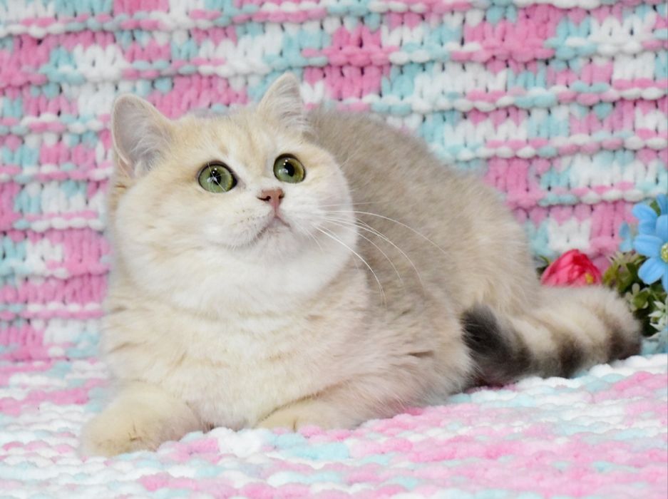 Золотая голубая шиншилла, кошечка , ау12 , продажа