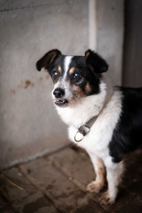 Malutki Pixel – 6 kg lęku i nadziei, który czeka na ratunek