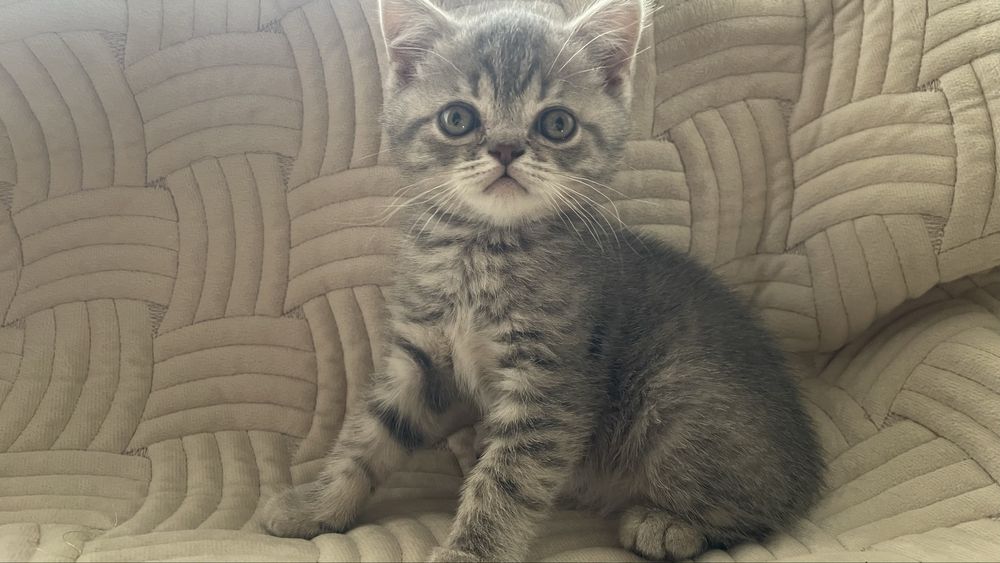 Шотландські кошенята