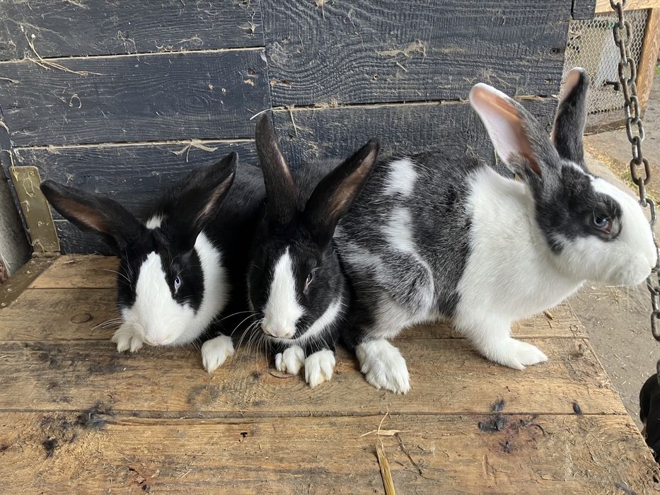Króliki mieszance i nie tylko