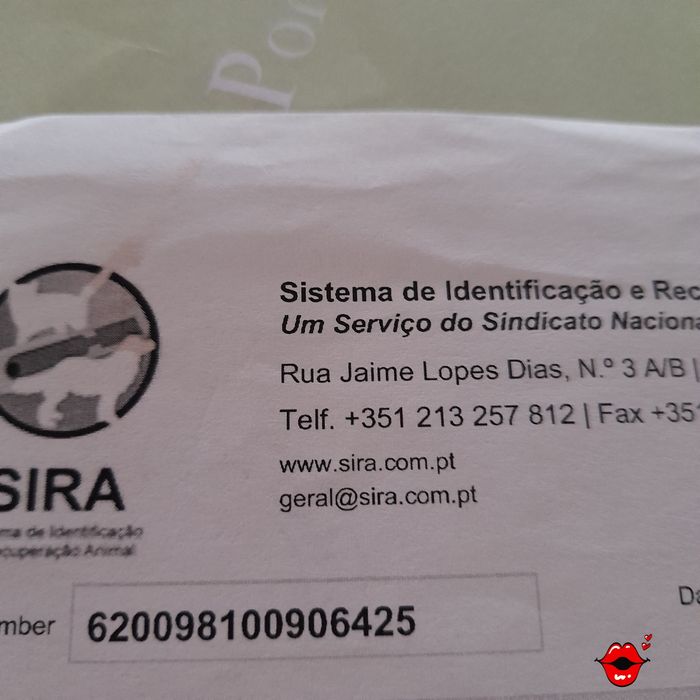 Pincher cavalinho fêmea