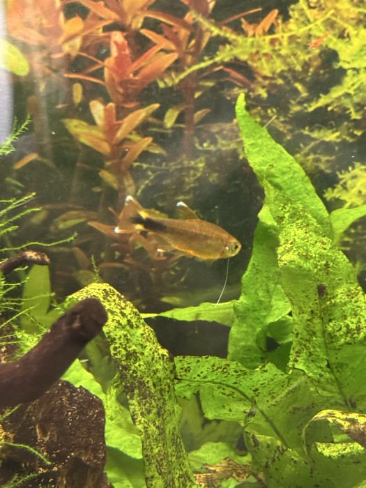 Peixe Tetra Cobre