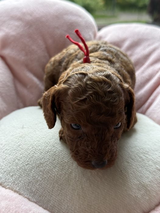 Suczka toy ,red brown ,badania genetyvzne