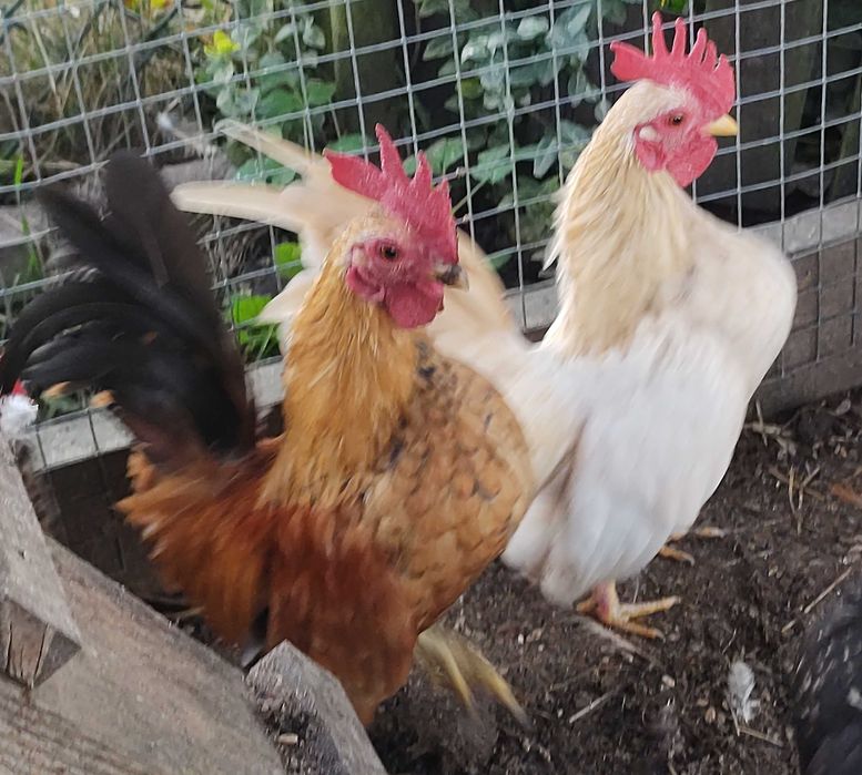 Serama koguty najmniejsza rasa