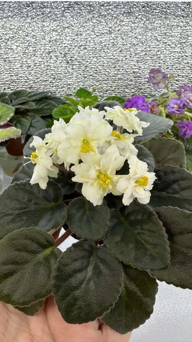 Цветущие мини фиалки.