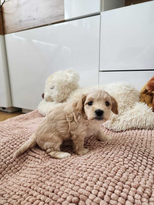 Piękna suczka maltipoo