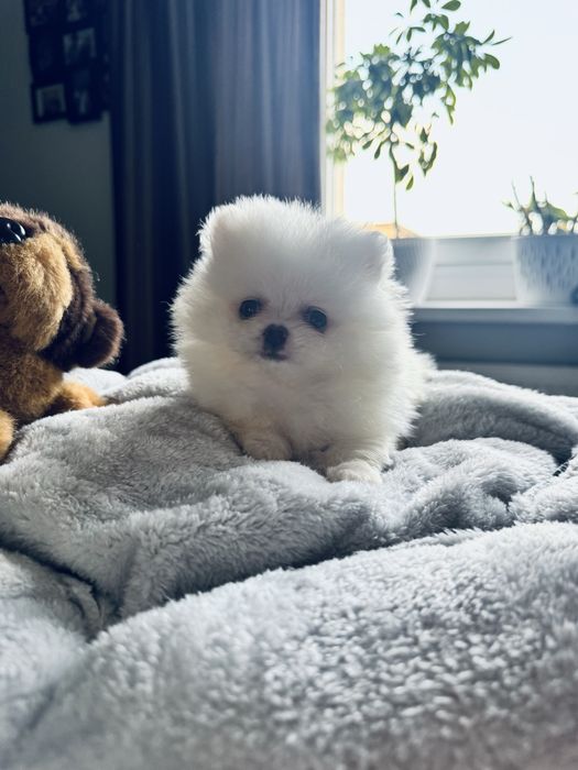 **Nero**Szpic miniaturowy, pomeranian, piesek