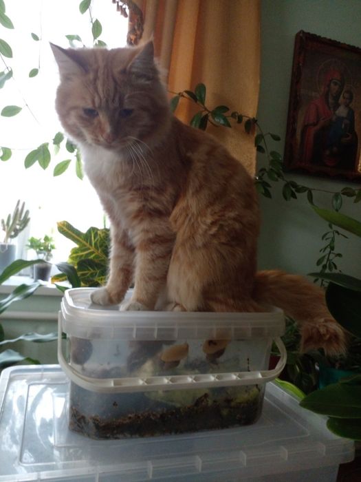 Продам кладку яєць равликів Ахатини.