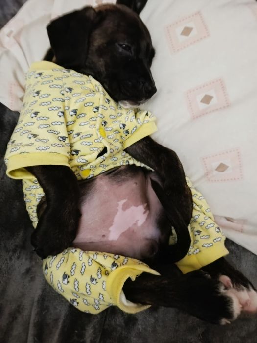 Cachorra bebé para adoção