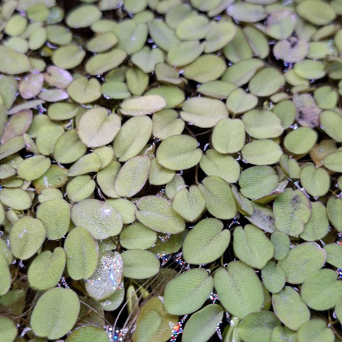 Planta para aquário Salvinia Auriculata  dose 10 x 10cm