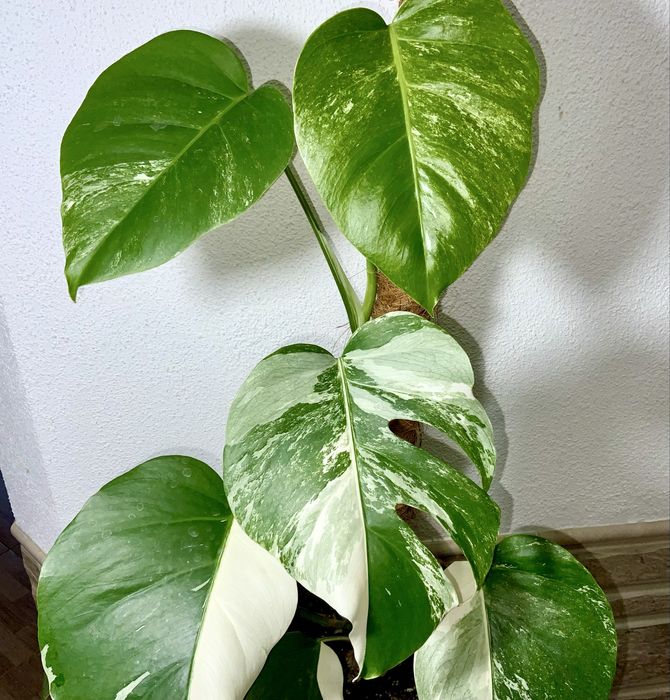 Монстеры вариегатные