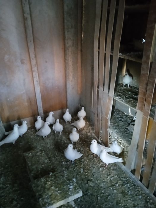 Sprzedam białe młode gołębie