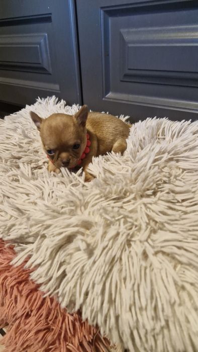 Chihuahua mini płowy