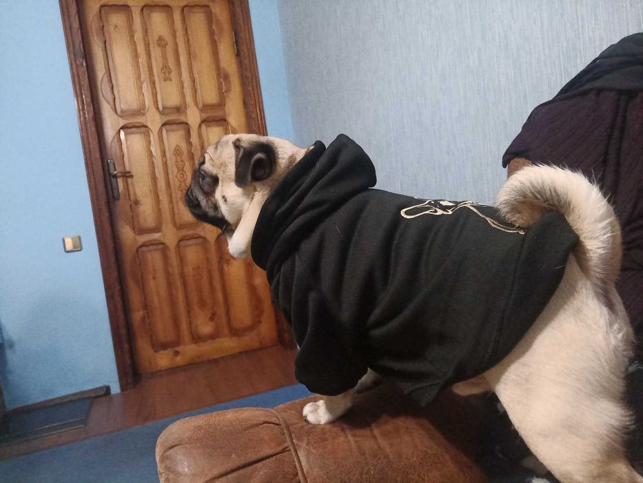 Пирожок ищет невесту.