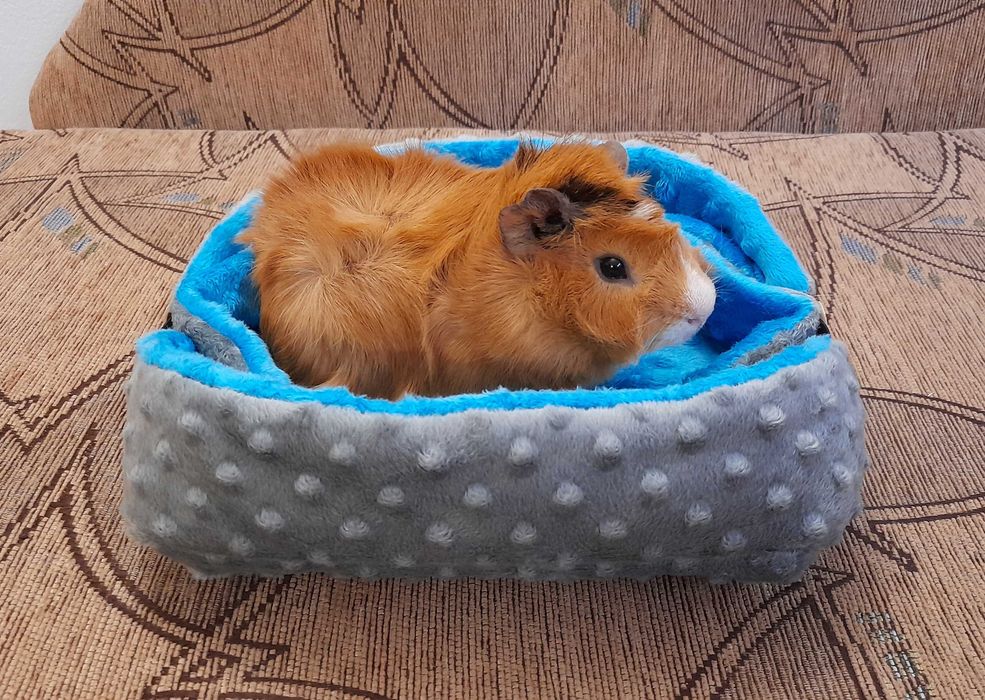 Legowisko dla gryzonia dwa w jednym.