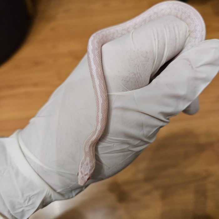 Wąż zbożowy młode