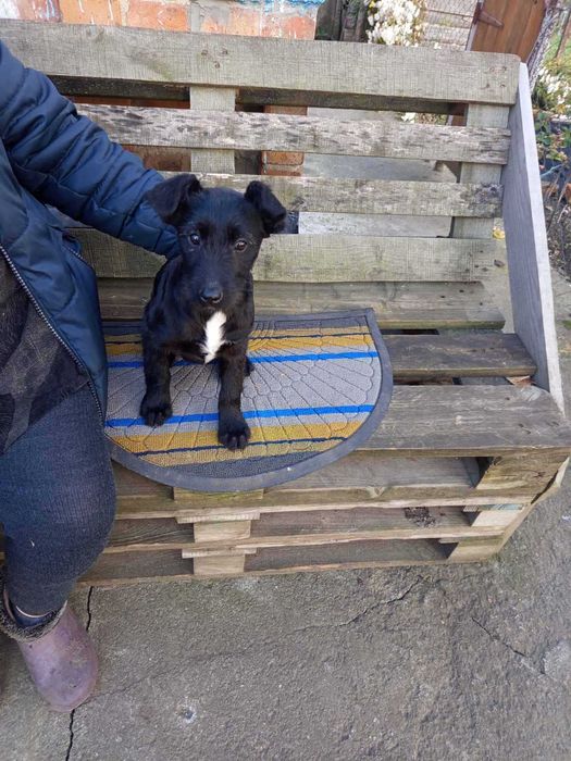 Цуценя в добрі руки - безкоштовно