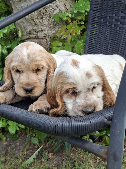 Cocker Spaniel Angielski.