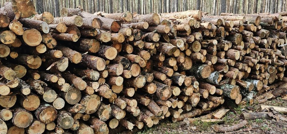 Drewno opałowe sosna