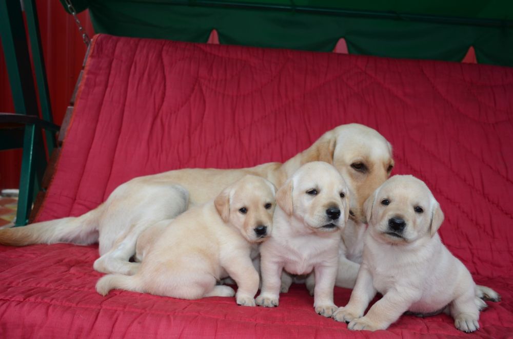 Лабрадор. Мальчик и девочка.