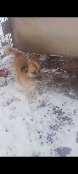 Piesek do adopcji