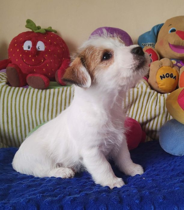 Jack Russell Terrier Piesek