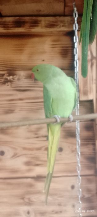 Alexandretta obrożna