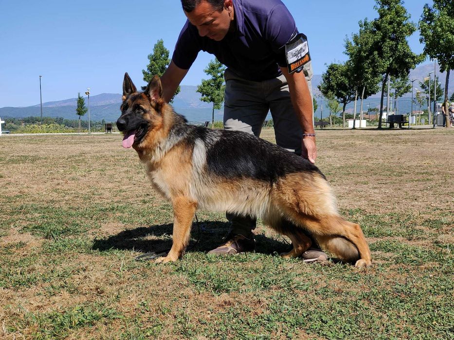 Cachorra Pastor Alemão com LOP