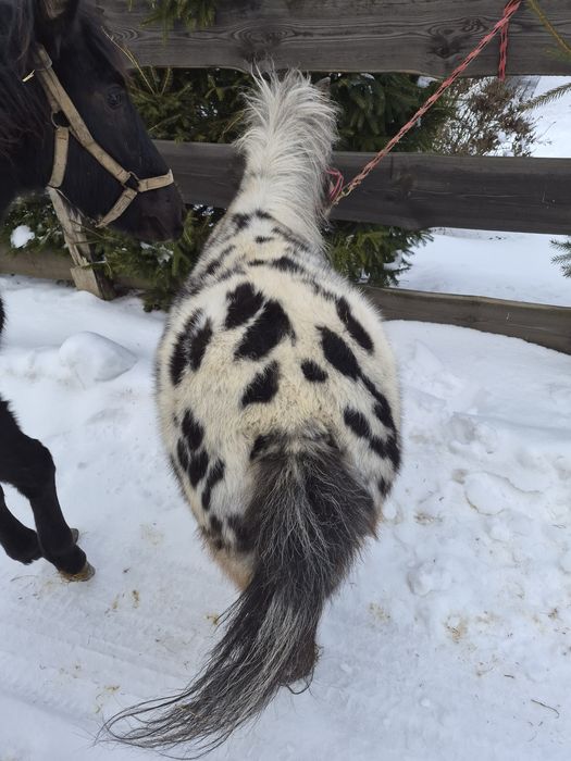 Klacz Kuc Tarant - Ogier Hucuł
