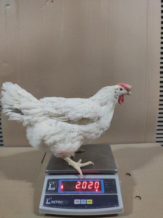 Продам кури несучки