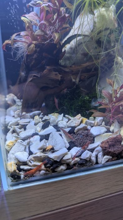 Krewetki neocardina  mix