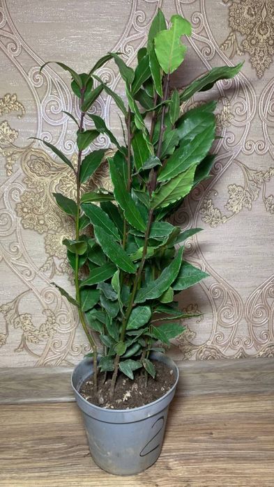 Лавр Шляхетний /Лаврове дерево