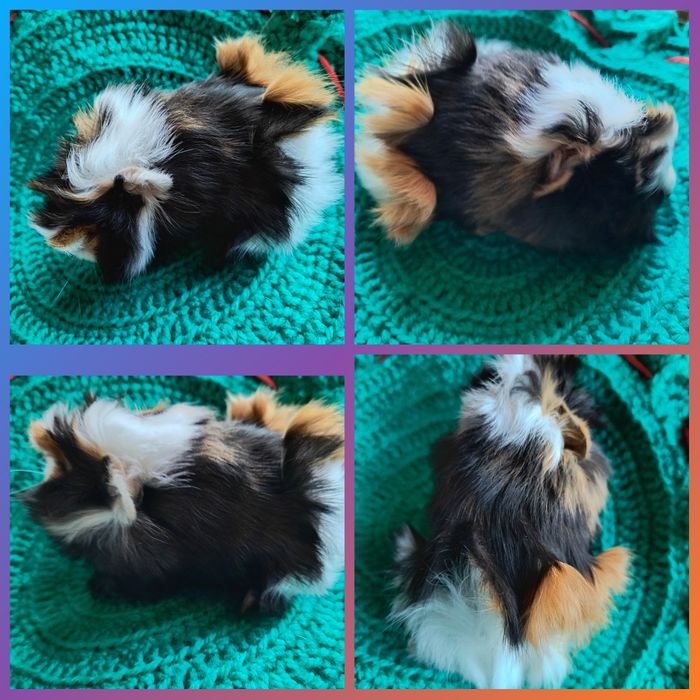 Можлива доставка морські св