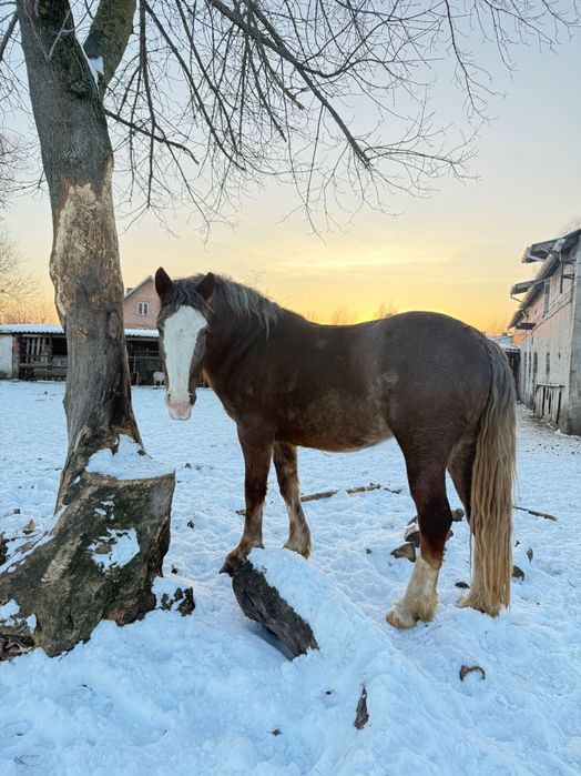 Koń klacz 2,5 letnia typ pogrubiony kasztanowata w siwiźnie