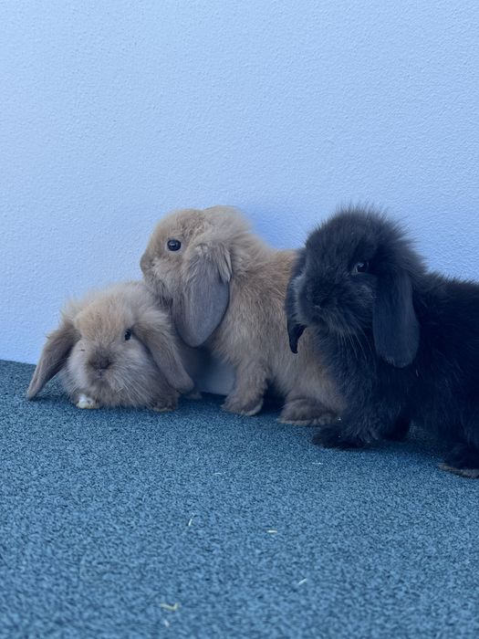 Coelhos anões com 2 meses