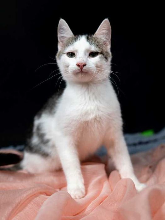 Półroczny słodziak szuka domu