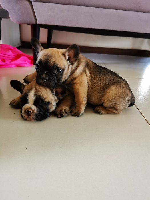 Buldog francuski