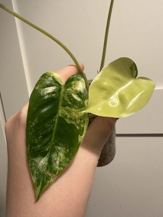 Philodendron burle marx variegata A775