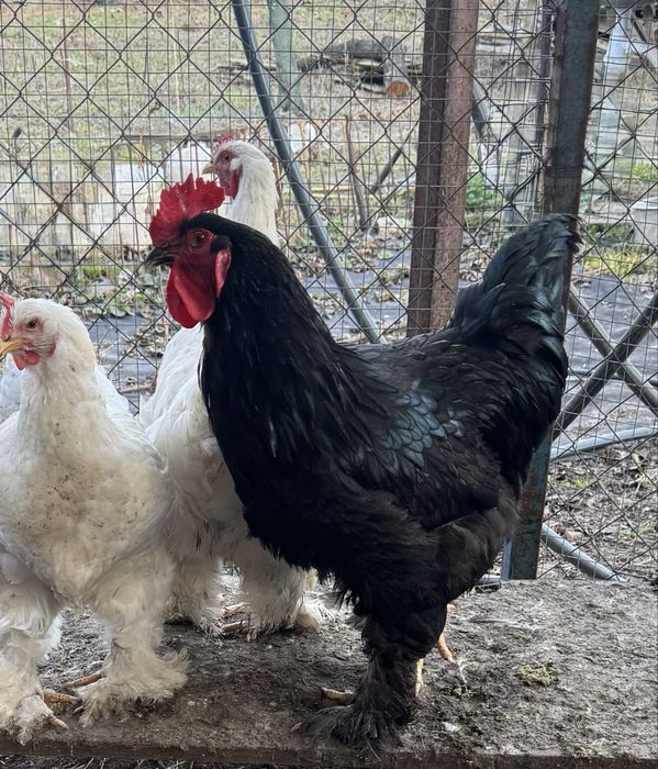 Кури кохінхін пара