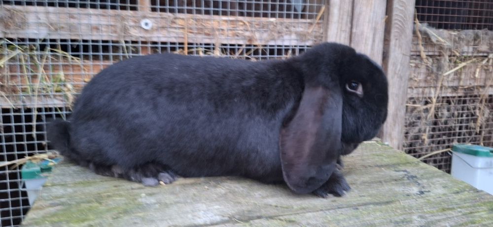 Baran Francuski Czarny z rodowodem