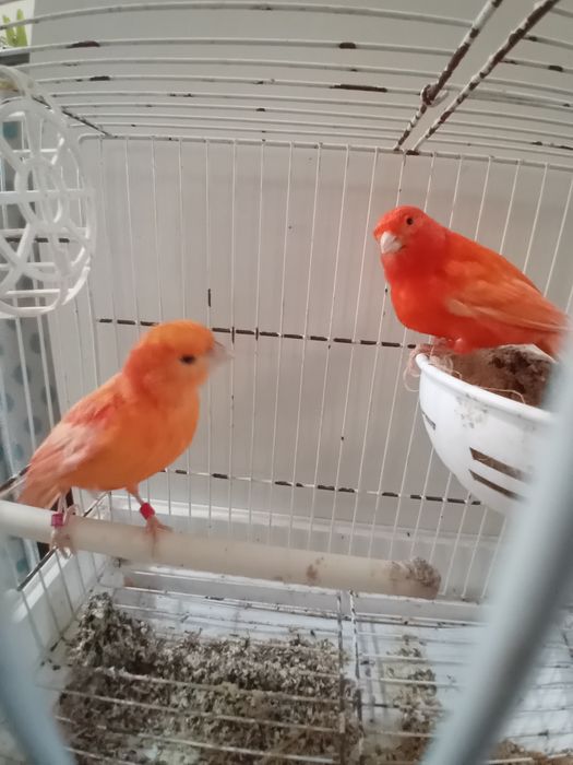 Casal de canários prontos a criar
