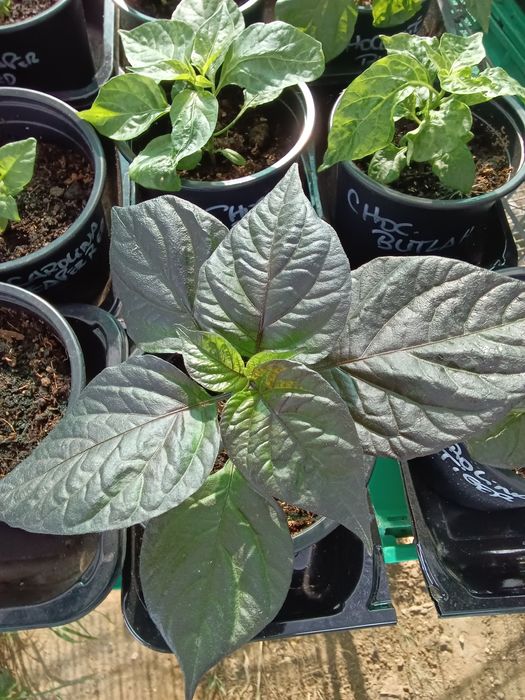 Vendo plantas malaguetas  / pimentas  raras 150 variedades