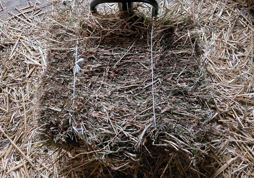 Siano kostka koniczyna szwedzka białoróżowa naturalne