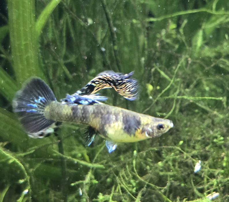 Gupik Blue Tiger King Cobra

Sprzedaje młode osobniki Wybarwiające się