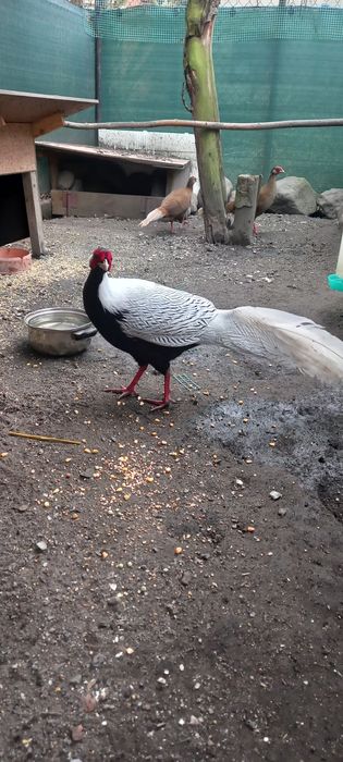 Bażanty Srebrzyste samiec z dwiema samicami