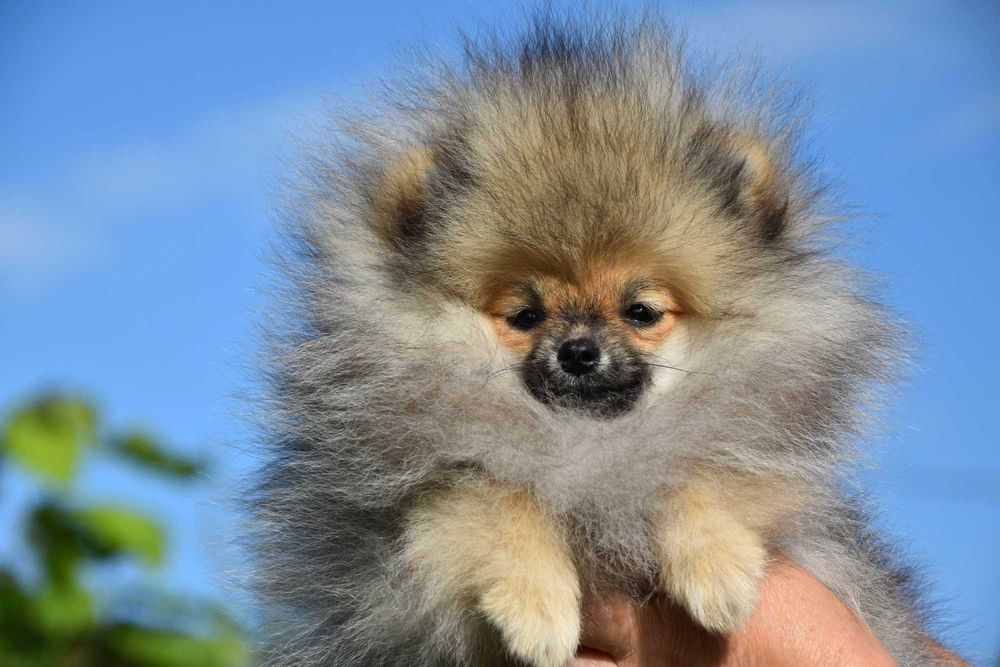 Szpic miniaturowy Pomeranian ZKwP FCI